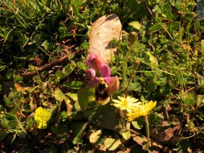 Ecco le Ophrys neglecta, bellissime con il rosa pastello dei loro sepali tondeggianti e il giallo screziato di verde e marrone del loro labello, ma sempre sorprendentemente piccine